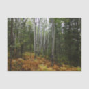 Search for birch trees tissue paper Autumn