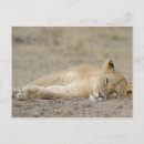 Search for lion cub postcards Wildlife
