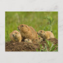 Search for cathy postcards Wildlife