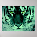 Search for tiger look posters Photography