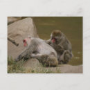 Search for milwaukee postcards Animal