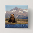 Search for ursus arctos badges Environment