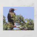 Search for spruce tree postcards Trees