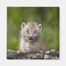 Search for lynx magnets Nature