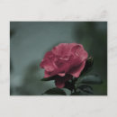 Search for shrub postcards Rose