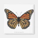 Search for plexippus Butterflies