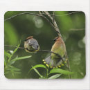 Search for cedar electronics Avian
