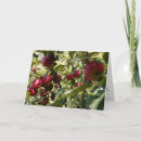 Search for apple tree cards Harvest