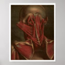 Search for shoulders art Anatomy
