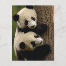 Search for giant sympathy cards Endangered specie