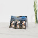 Search for mallards note cards Photography
