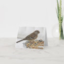 Search for sparrow cards Animal