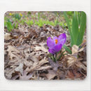 Search for spring crocus mouse mats Nature