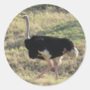 Search for emu stickers Zoo