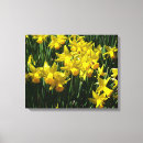 Search for yellow daffodil canvas prints Daffodils