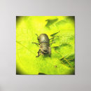 Search for bug canvas prints Insect