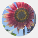 Search for flower petal stickers Sunflower