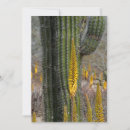 Search for judith cards Agave