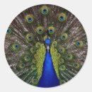 Search for peacock stickers Black