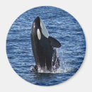 Search for breaching magnets Animal