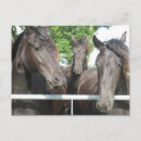 Search for laughing animals postcards Farm