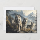 Search for grey wolf postcards Pack