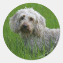 Search for wire haired dachshund stickers Bob and pam langrish