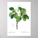 Search for redouté posters Vintage