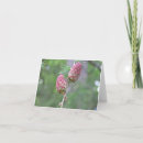 Search for larch tree postcards Cone