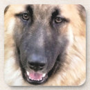 Search for german shepherd coasters Gsd