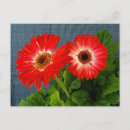 Search for red daisy postcards Garden