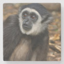 Search for monkey coasters Colour image