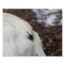 Search for catch photography Bird