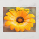Search for orange daisy postcards Thinking of you