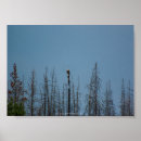Search for american eagle posters Nature