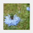 Search for cornflower magnets Nature