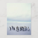 Search for aptenodytes postcards Wildlife