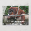 Search for monkey around postcards Primate