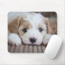 Search for domesticated electronics Puppy