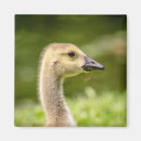 Search for gosling magnets Wildlife