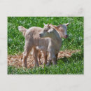 Search for pygmy goat postcards Farm