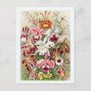Search for wild orchid postcards Floral
