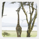 Search for kenya stickers Rural scene
