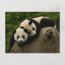 Search for giant sympathy cards Panda