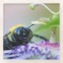 Search for bumble bee coasters Insect