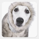 Search for purebred stickers Close up