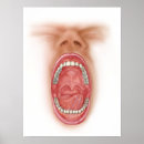 Search for cavity posters Anatomy