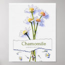 Search for chamomile posters Cute