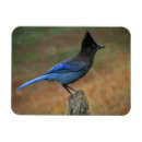 Search for jay magnets Avian
