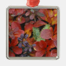 Search for denali national park christmas tree decorations Alpine